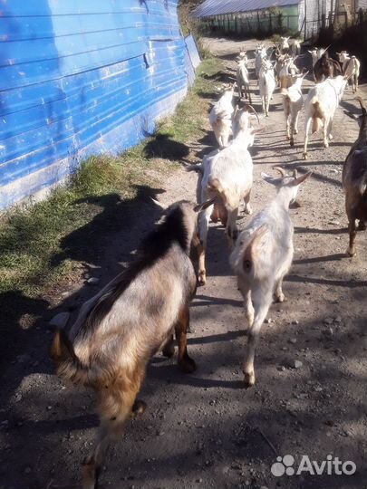 Козел зааненский