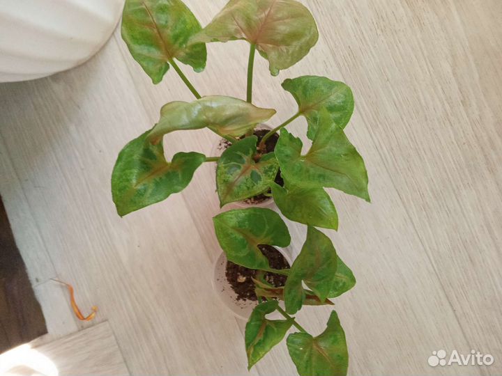 Цветочки разные