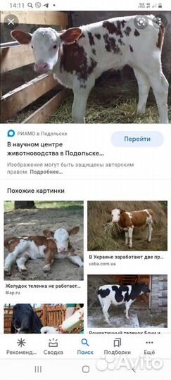 Телки, телята, коровы