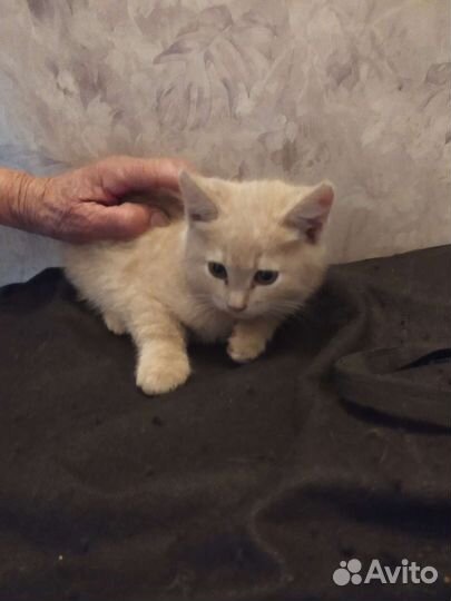 Котята бесплатно