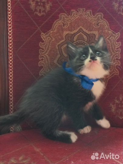 Котёнок черный