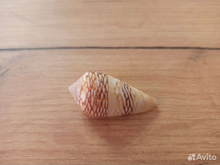 Морская раковина