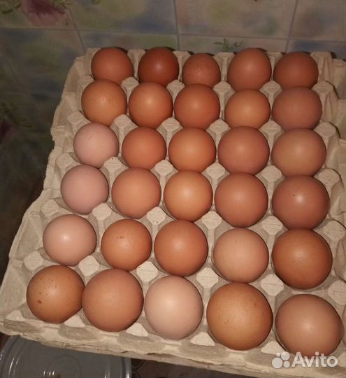 Домашние куриные яйца