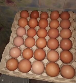 Домашние куриные яйца