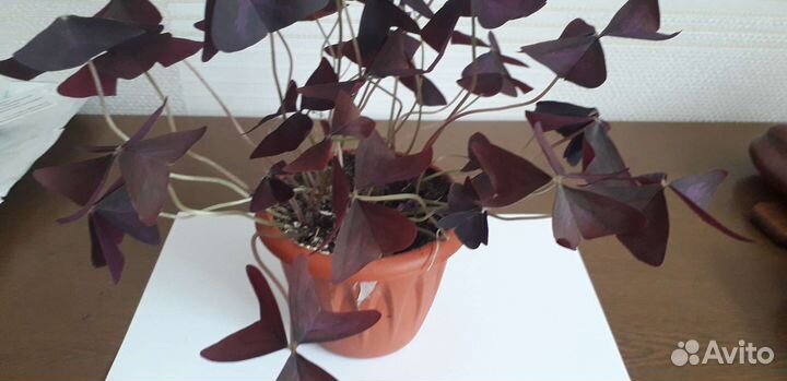 Кислица батерфляй