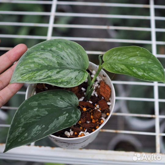 Scindapsus Silver Swan