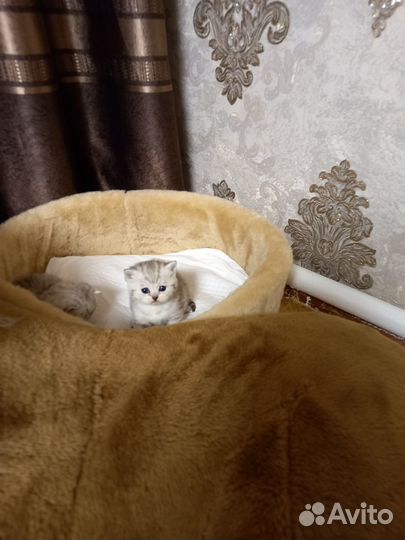 Вислоухие и прямоухие котята