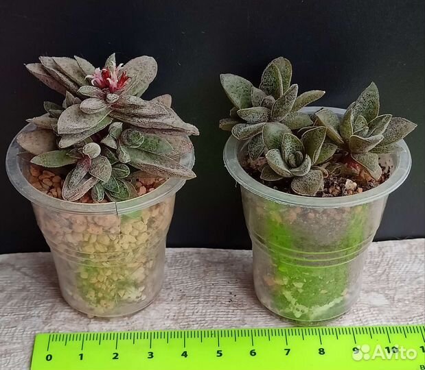 Суккуленты крассулы 2