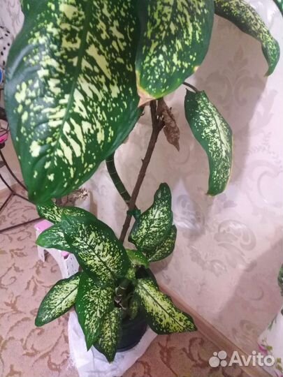 Диффенбахия