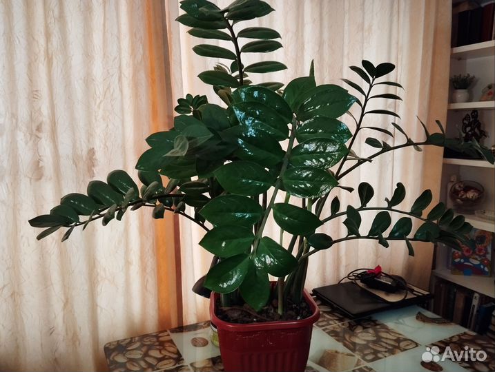 Замиокулькас