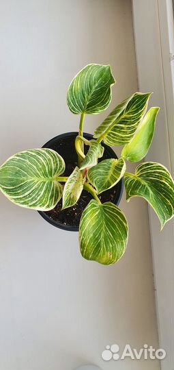 Филодендрон биркин
