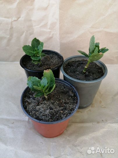 Каланхоэ цветущий, белый