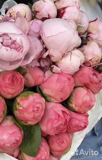 Пионы оптом