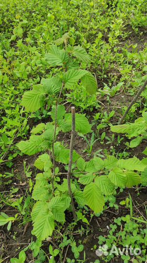 Лесной орех лещина саженцы