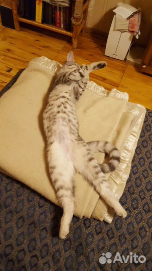 Молодые кошки в добрые руки