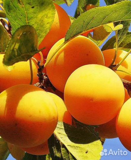 Плодовые деревья и саженцы