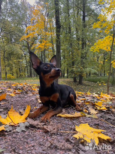 Вязка собак той терьеров