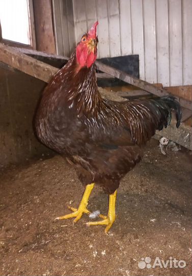 Молодые петухи