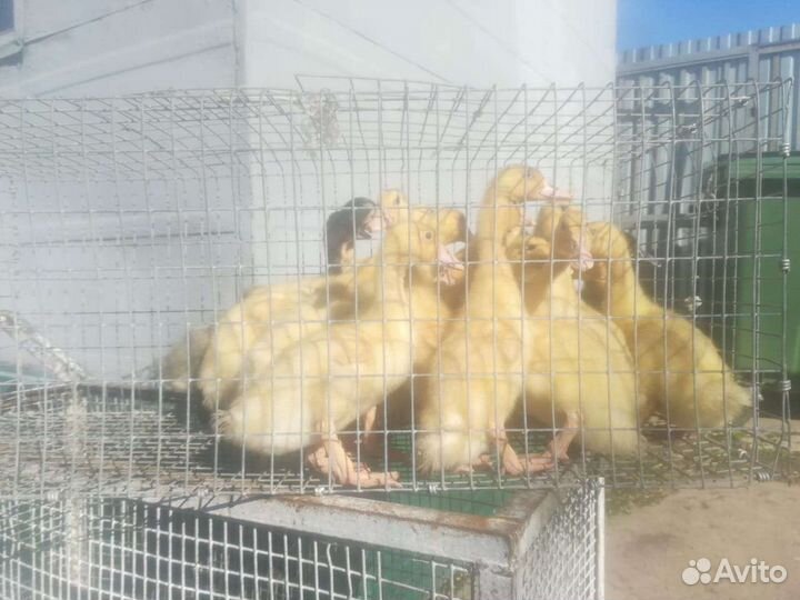 Живая птица