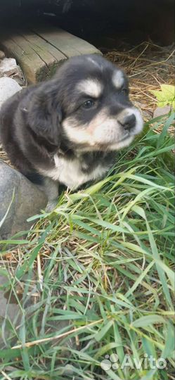 Щенки