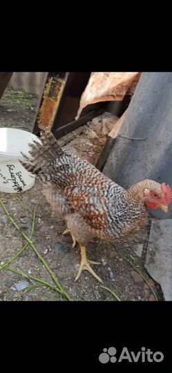 Петушки белефердер возраст 3 месяца