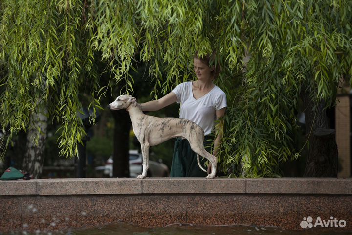 Уиппет щенок