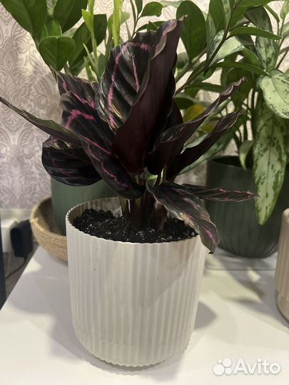 Калатея розеопикта