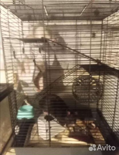 Клетка для крыс