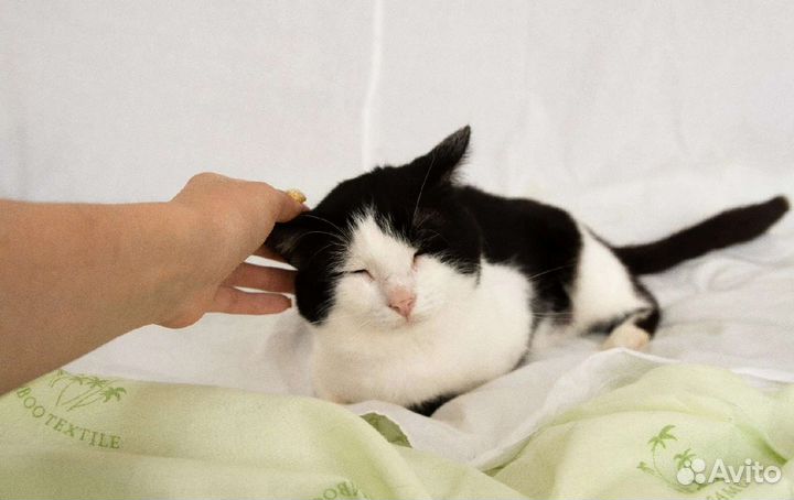 Котик Марат