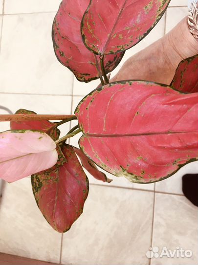 Аглаонемы яркие красавицы