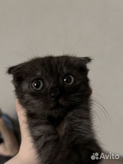 Вислоухая кошка