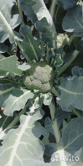 Капуста брокколи