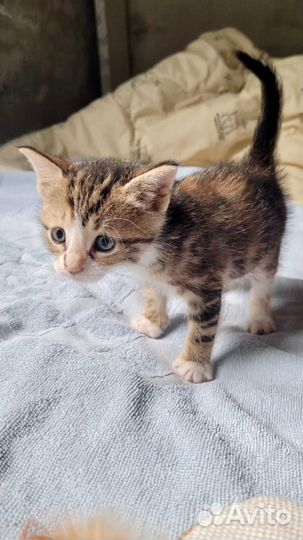 Кошка в дар бесплатно