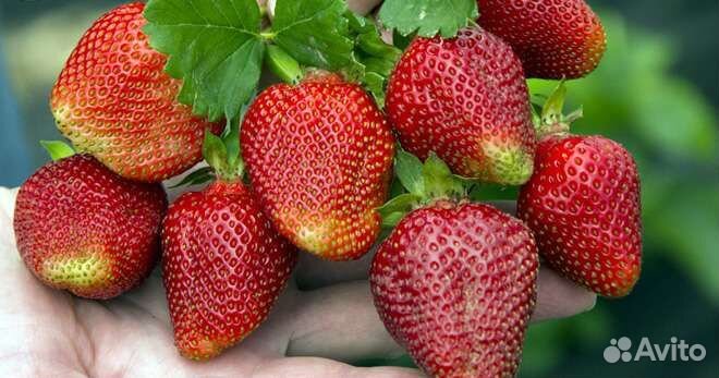 Рассада клубники Сирия зкс