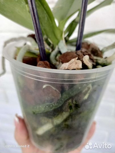 Орхидея фаленопсис бабочка Stella