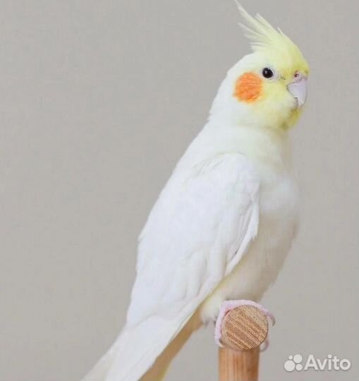 Попугай корелла