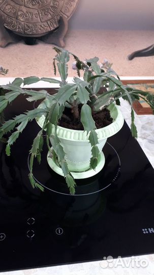 Цветок декабрист