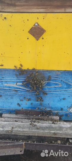 Пчелосемьи