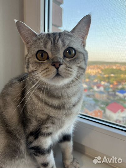 Британская кошка