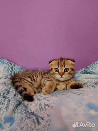 Шотландский вислоухий котёнок