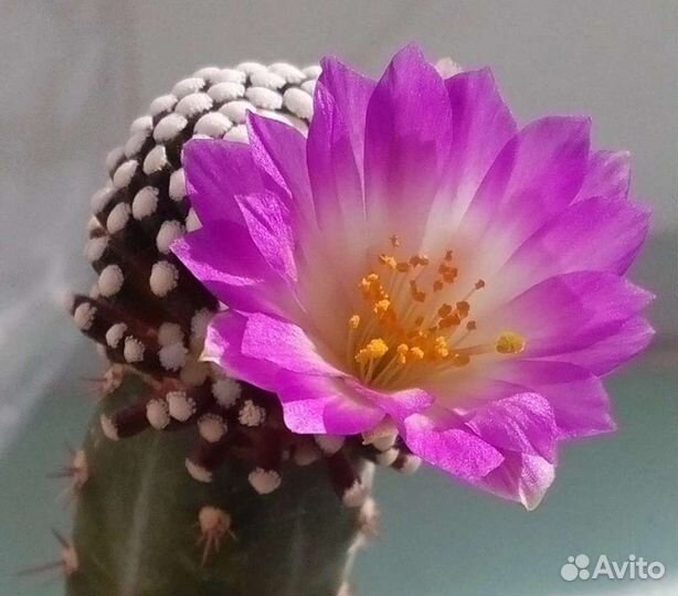 Ацтекиум,Люти,Навахоа,Эскобария