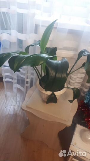 Драцена, циртантус, зухарис