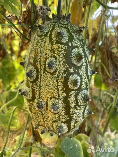 Семена Кивано экзотика