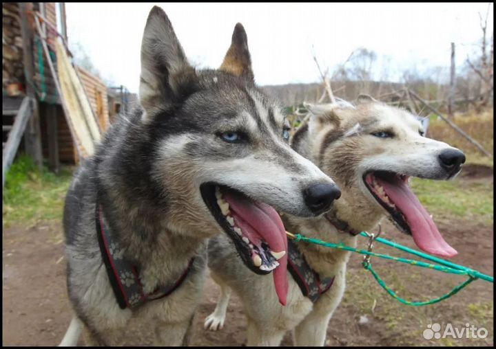 Камчатка. В Гости к Аборигенам