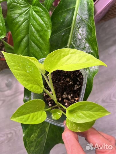 Эпипремнум Оксалис