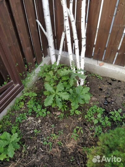 Саженцы дуба