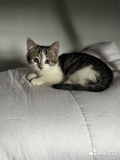 Котенок в добрые руки