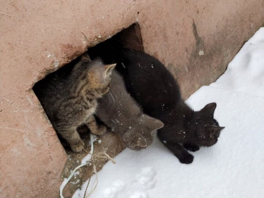 Котята в добрые руки