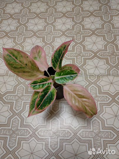 Аглаонема Сальмон фентази и Антуриумы