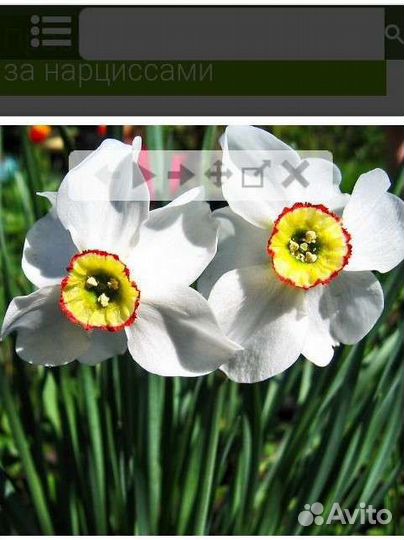 Нарцыссы